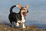 CORGI CARDIGAN 126